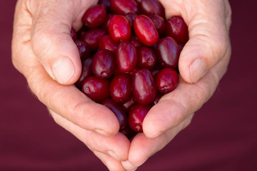 Antioksidan, C vitamini ne varsa onda. Doğal bağışıklık güçlendirici