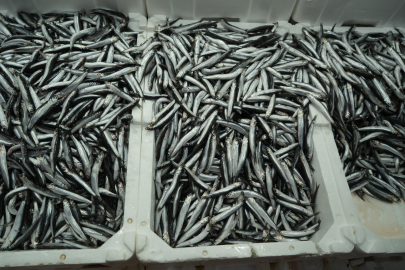 Belçika, Fransa ve Almanya'ya gönderiliyor. Türkiye'de ihracatta ilk sırada