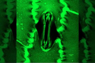 Bilim dünyasında bir ilk: Bitkilerin nefes alışı görüntülendi