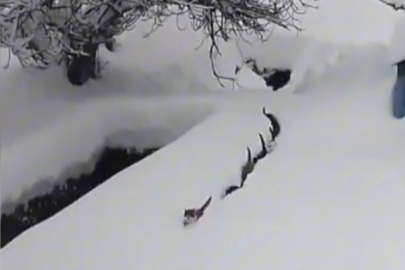 Köfteyi duyan kediler karda tek sıraya girdi