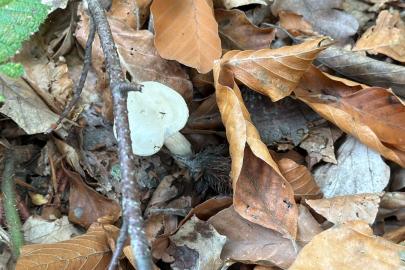 Ormandan toplanıyor, doğada 10 binden fazla var: Organ yetmezliğine götürüyor