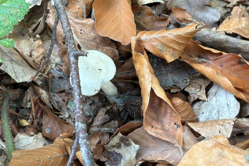 Ormandan toplanıyor, doğada 10 binden fazla var: Organ yetmezliğine götürüyor