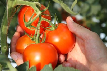 Ankara'nın domatesi dünyanın en iyileri arasına girdi 