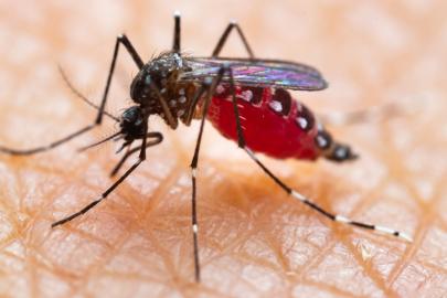 Avrupa'da salgın uyarısı. Sivrisinekler yayıyor, Türkiye de risk altında