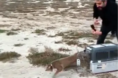 Aydın'da ağır yaralı bulunmuştu... İzmir'den sağlıklı şekilde doğaya salındı