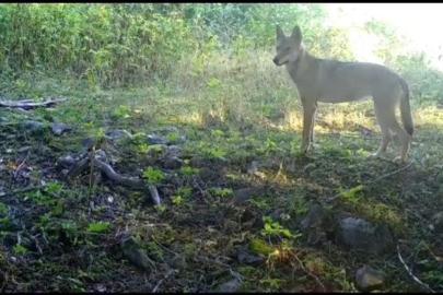 Bursa’da bozkurt foto kapana yansıdı