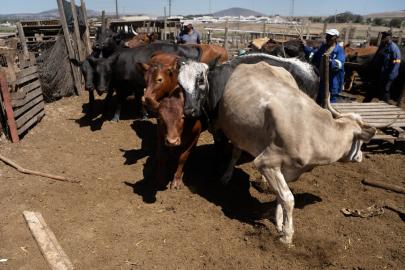 Güney Afrika'da şap salgını. "Ulusal afet hali" ilan edildi