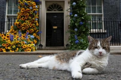 İngiltere’nin "Baş fare avcısı" Larry. Görevde 15. yılında, 6 başbakan eskitti