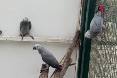 İstanbul Havalimanı’nda 20 Afrika gri papağanı ele geçirildi