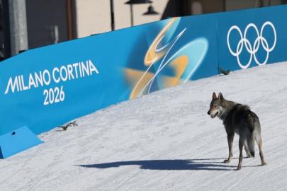 Kış Olimpiyatları'nda piste kurt köpeği girdi, fotofiniş tarafından görüntülendi