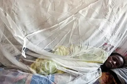 Lassa ateşi. Nijerya'da 2 ayda 70 kişi öldü