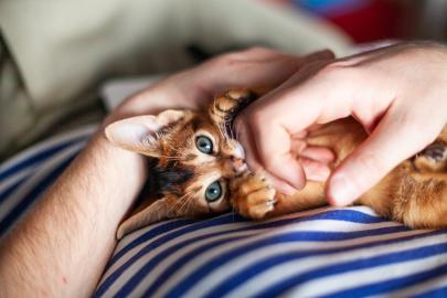 Nankör kedi tabiri gerçekmiş. Ev kedileri sahiplerine bağlanmıyor