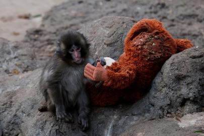 Punch sosyal medyayı ikiye böldü. Hayvanat bahçesine eleştiri yağıyor
