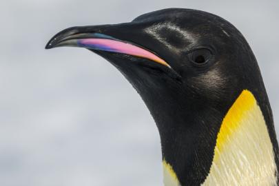 Uydu görüntüleri ortaya çıkardı. Buzullar eriyor, penguenler yok oluyor