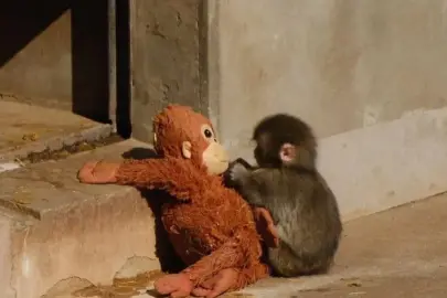 Yavru maymun bir fotoğrafla ünlü oldu, oyuncakları yok satıyor, binlerce dolar teklif eden de var 