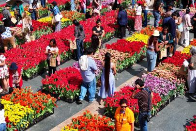 ABD'de "lale günü". Binlerce çiçek ücretsiz dağıtıldı