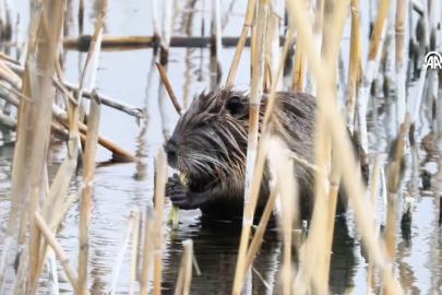 Ağrı Dağı eteklerindeki su maymunu beslenirken görüntülendi