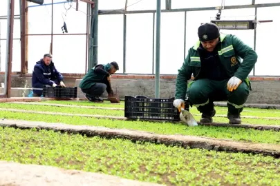 DBB 2 milyon Çin karanfili üretecek