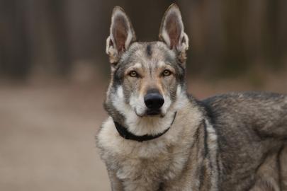 En eski köpek DNA'sı Türkiye'de bulundu. 16 bin yıllık dostluk