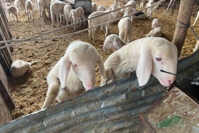 Kurbanlık pazarlıkları başladı, fiyatlardaki yükseliş dikkat çekti