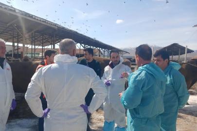 Malatya'da şap alarmı: TİGEM işletmesi karantinaya alındı