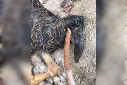 Mardin’de başsız oğlak doğumu şaşkınlıkla karşılandı