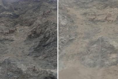 Nesli tükenme tehlikesi altında. Diyarbakır'da sürü halinde görüntülendi