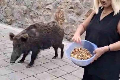 Safiye Soyman kapısına gelen domuzu elleriyle besledi