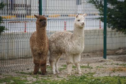 Şüphe üzerine durduruldu, içinden alpakalar çıktı