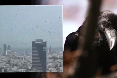 Tel Aviv’de gökyüzünü kargalar kapladı. Uğursuzluk saydılar