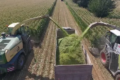 TİGEM’den bin 500 tonluk mısır silaj hizmeti ihalesi