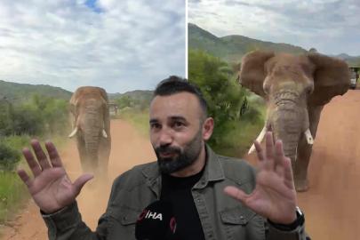 Türk turistleri fil kovaladı. Dokunmak isteyince safaride kabusu yaşadılar