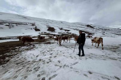 Ardahan’da kış mevsiminin uzaması hayvancılığı vurdu