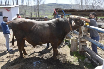 Besi çiftliğinin gözdesi tam 1 ton 180 kilo ağırlığında