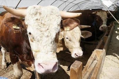 Kurban Bayramı ne zaman, bayram tatili 9 gün olacak mı? Gözler Kabine toplantısında