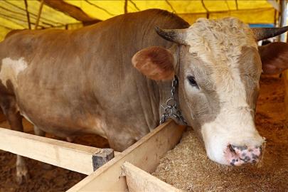 Kurbanlık fiyatları il il sorgulama ekranı 2026: Büyükbaş ve küçükbaş canlı kilo fiyatı ne kadar? İstanbul, Ankara, İzmir ve tüm illerin kurbanlık fiyatları