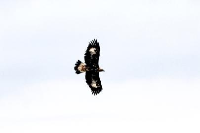 Kurt ve tilki avlayabiliyor! En tehlikeli yırtıcı kamerada: 320 kilometre hıza ulaşıyor