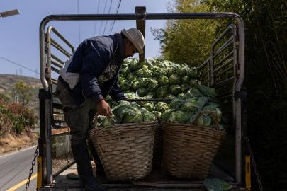 Lahanaların altından tonlarca uyuşturucu çıktı