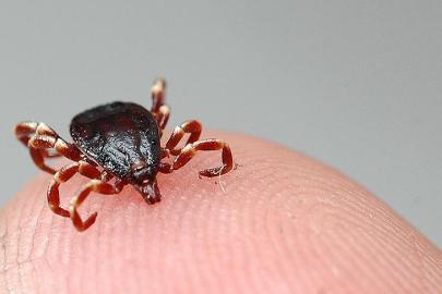 Sıcaklıklar arttı, kene sezonu açıldı