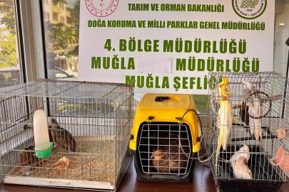 Muğla'da izinsiz bulundurulan 13 kuşa el konuldu