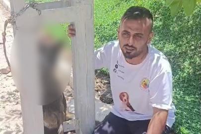 Belçika kurdunu zehirleyip direğe asarak telef ettiler