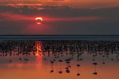 Tuz Gölü'nde son 5 yılın flamingo rekoru