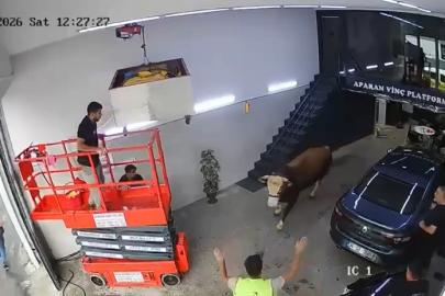 Ümraniye’de kaçan boğa dükkana girdi. Kısa süreli panik kamerada