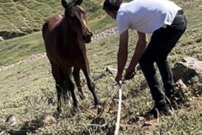 Yılkı atları için kurulan tuzaklar imha edildi