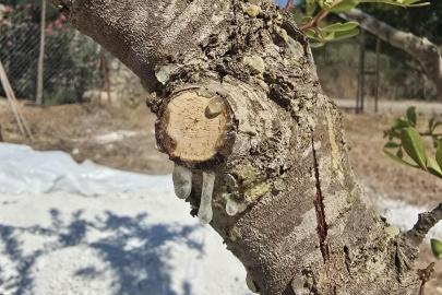 Muğla’da sakız hasadı başladı