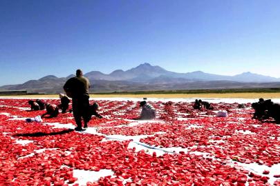 Erciyes’in eteklerinde kurutuluyor, İtalya’da pizzalara lezzet katıyor
