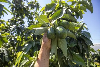 Mersin’de avokado destekleri üreticinin yüzünü güldürdü