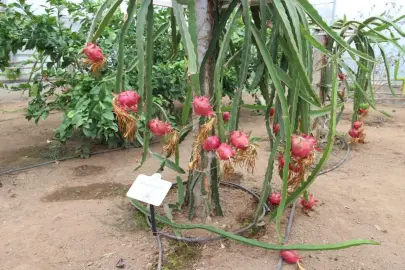 Ordu’da tropikal meyveler seralarda yetişiyor