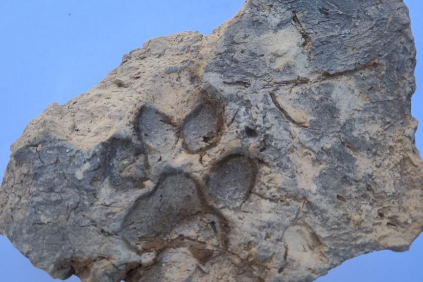 Kütahya'da 4 bin yıllık köpek pati izleri bulundu